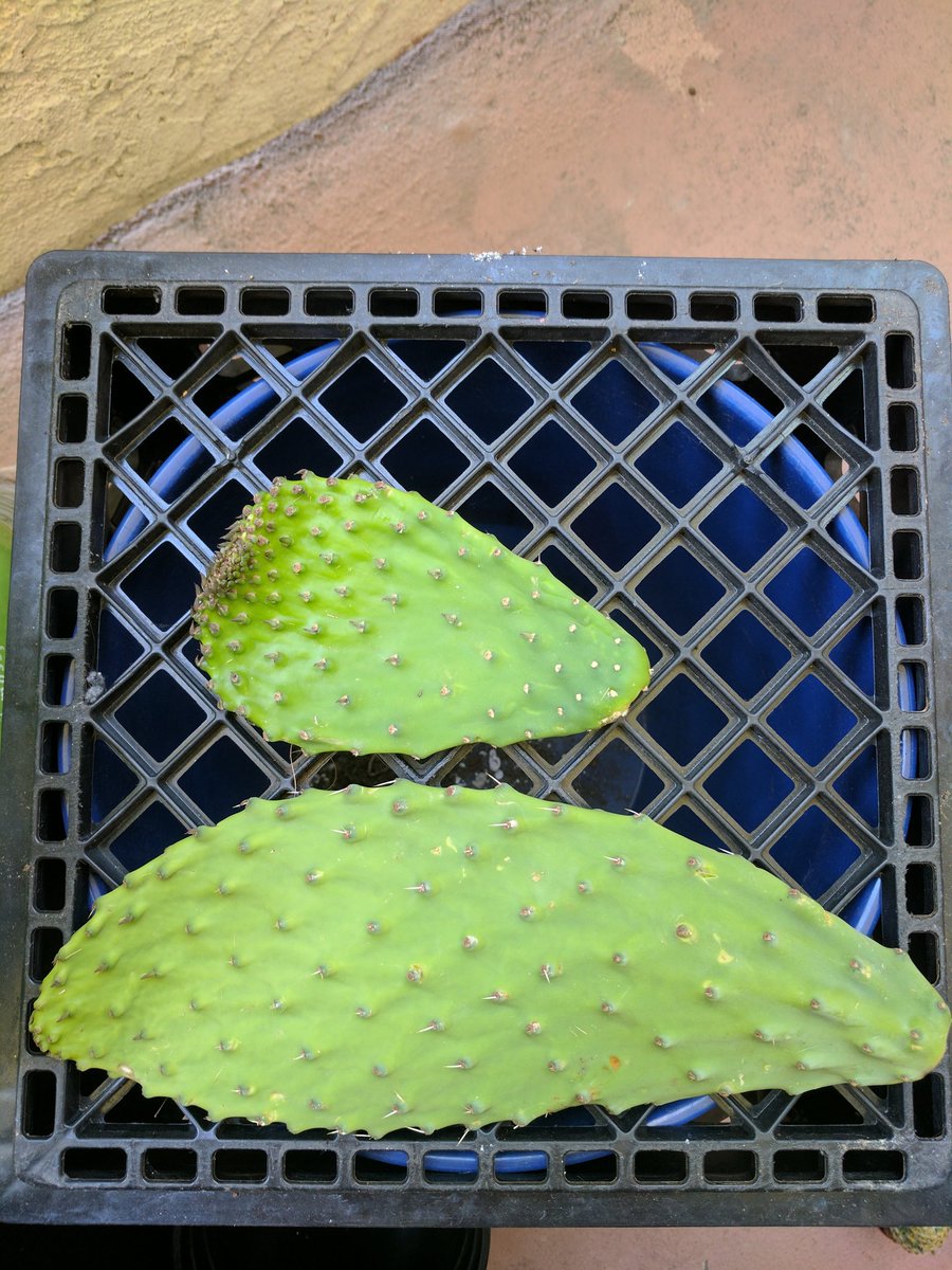 CactusSociety's tweet photo. EXPERIMENT: Bought two #cactus pads from a Mexican market intended to be cooked. Gonna pot them instead &amp; try to get a living plant. #cacti https://t.co/AKzn3CEbvq