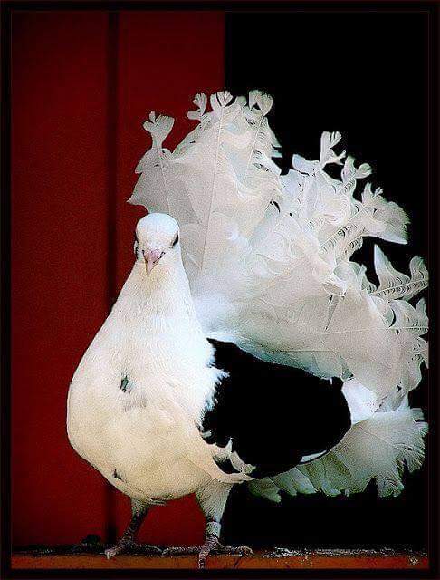 Agelita tim betabab. (@agelitasouza) on Twitter photo 