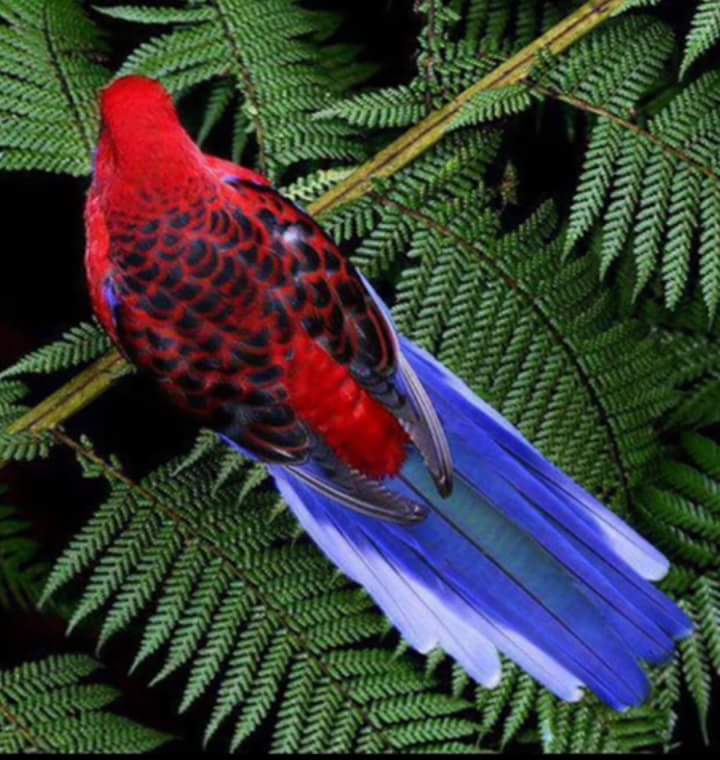 Agelita tim betabab. (@agelitasouza) on Twitter photo 