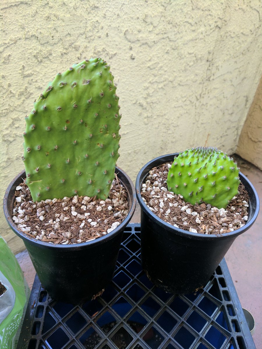 CactusSociety's tweet photo. Here goes nothin! I'll check them once a week to feel for roots. Smart money is on two rotten pads though. #Cactus #Cacti https://t.co/61CkZb9LHP