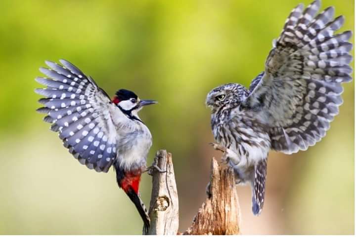 Agelita tim betabab. (@agelitasouza) on Twitter photo 