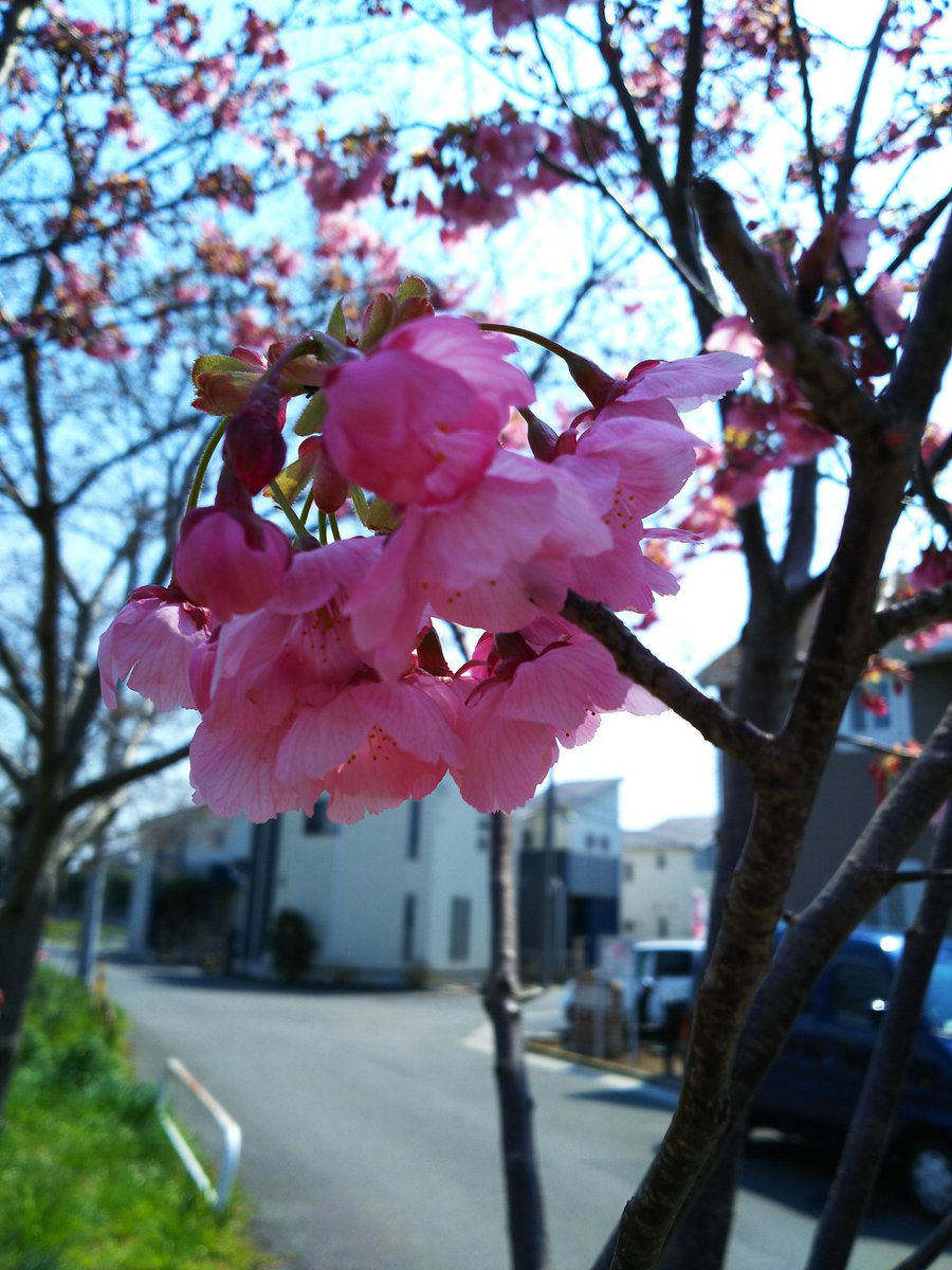 mama3905's tweet photo. 綾瀬川の早咲きの桜が咲きました。
ソメイヨシノはもうすぐです。
#綾瀬川
#桜
#ハルイロ
#universe https://t.co/zg22DnoKvh