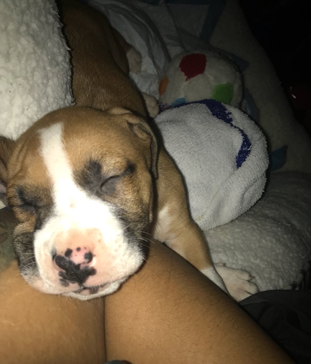 StayHollin's tweet photo. ❤️❤️❤️ #Leo! https://t.co/yCfYRAVimp