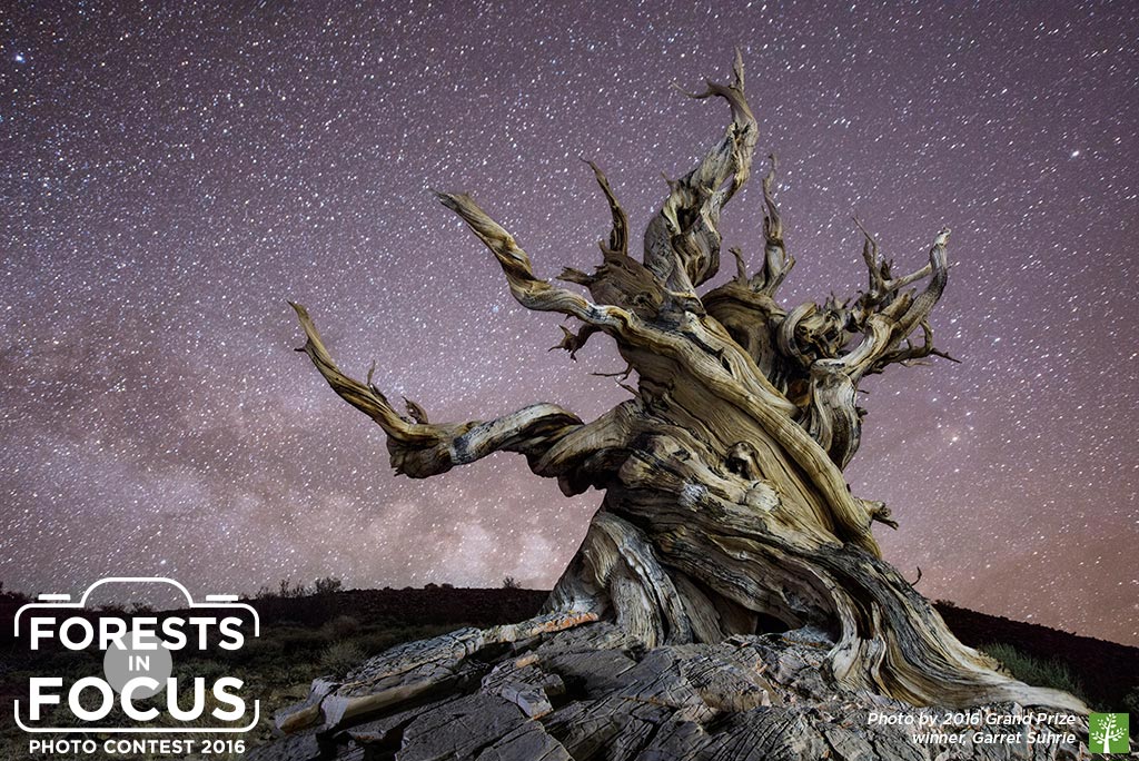 AmericanForests's tweet image. Just stunning! "An Ancient Bristlecone" - Grand Prize Winner of our 2016 #ForestsinFocus #photocontest | #naturephotography #forests #trees