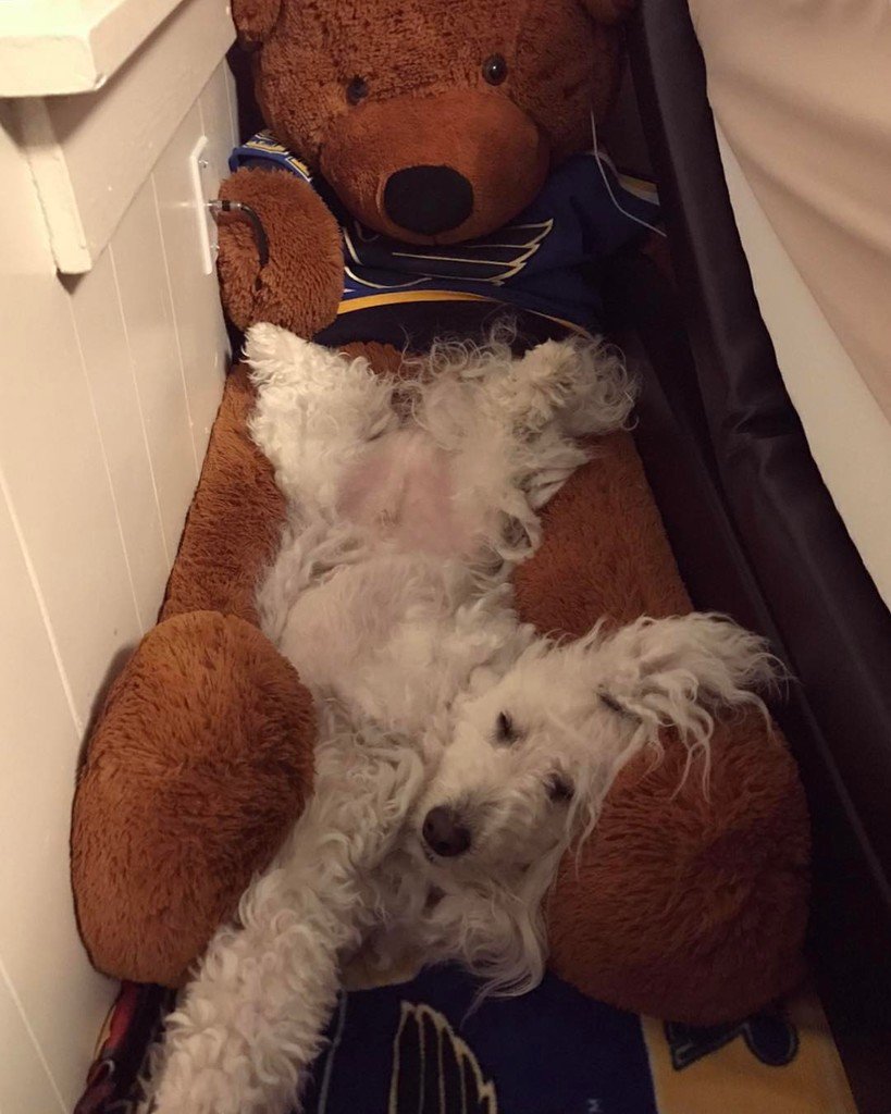 classyaspup's tweet photo. Uncomfortably comfortable. https://t.co/zrG6qBmZsO