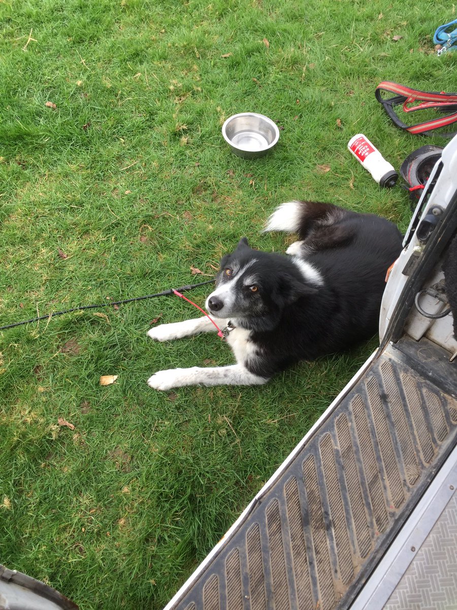 TriDogEvents's tweet photo. Join us for a chilled out camping weekend if you don't fancy the #triathlon this time - more details on the Facebook page 😁 https://t.co/wEvCA41vKv