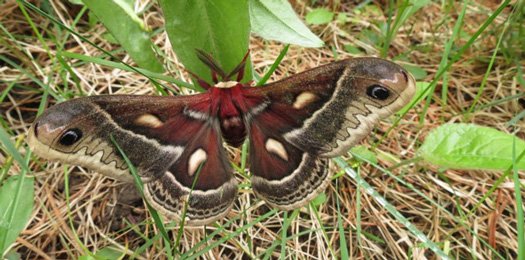 Moths found &amp; photographed <a href="/ArowhonPines/">Arowhon Pines</a> #AlgonquinPark. View more photos from Ann and Brian Gray: arowhonpines.ca/stories/blog/m…