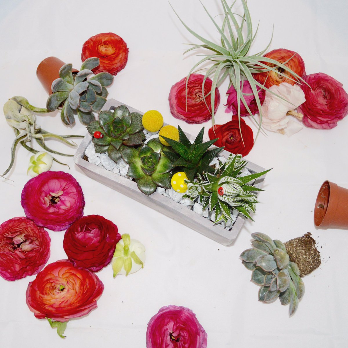 Sunnyflorists's tweet photo. We are ready for the next terrarium workshop https://t.co/ENaaopxeJ8