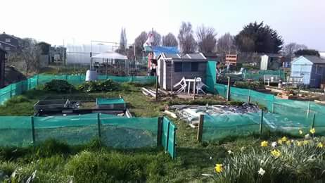 Bit more work up the allotment