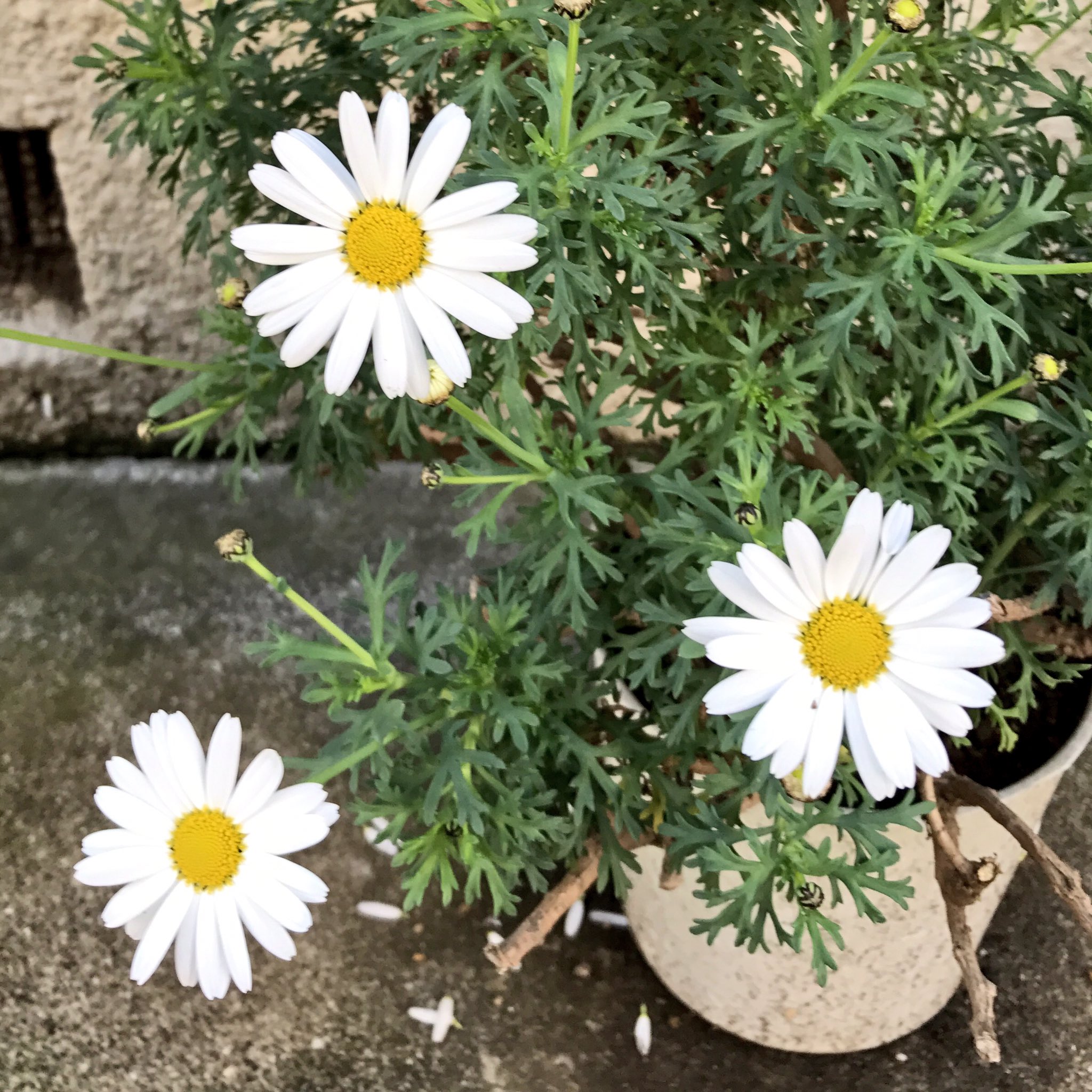 ヒロブ ワイルドだろう Pa Twitter おはようございます 今朝も日光けっこうこりゃけっこう おっぴろげジャーンプと春めいてきた東京w なので窓辺の ではないですがマーガレットも咲いてきました花言葉は 恋占い 真実の愛 信頼 好き嫌い 好き嫌い うーん