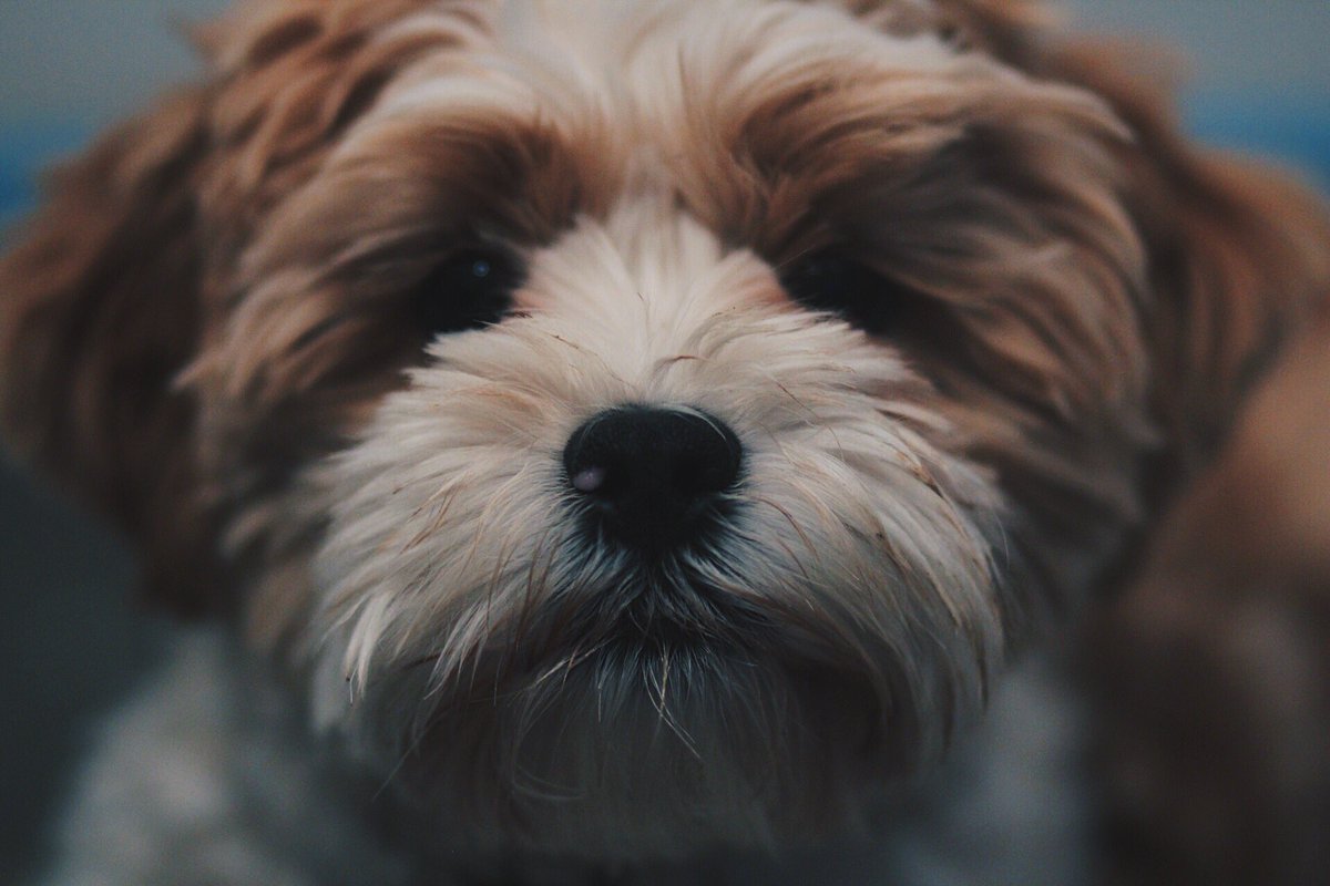 ItsBobbyMares's tweet photo. DiCaprio as a little pup 🐶 https://t.co/ygP2qFi8cA