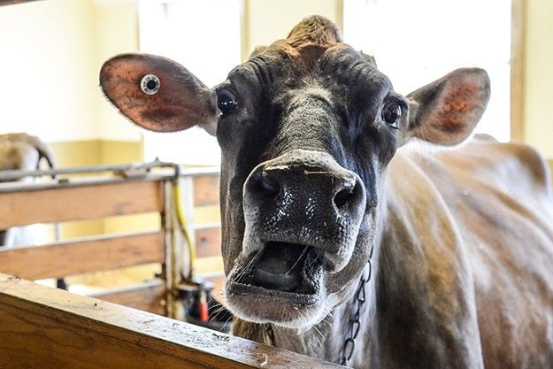 sevendaysvt's tweet photo. Tomorrow, gamers from @NintendoAmerica face off with farmers in a cow-milking contest at Billings Farm 🐮🐄🥛 https://t.co/vCS5JqB7Af https://t.co/PtkZA5zlfh