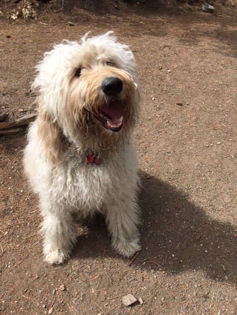 FEDPBarkBack's tweet image. Call Jeffco commissioners NOW! Ask them to cancel the 4/4 #EvergreenDogPark &amp;amp; reconsider community’s plan to manage the park. 303-271-8525