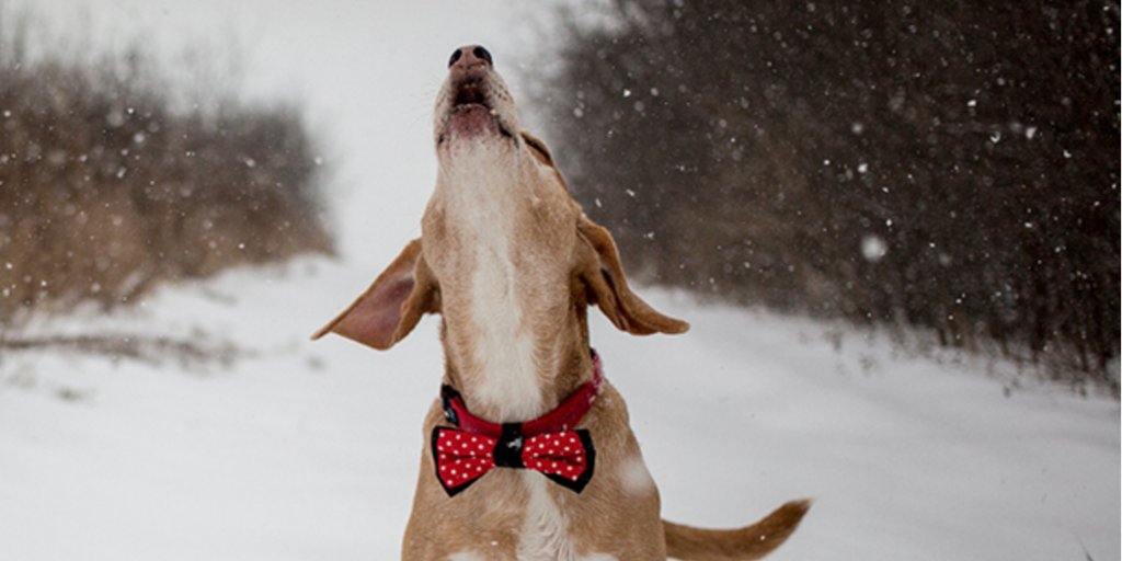 MilosKitchen's tweet image. Why would you teach your #dog to speak to help them stop barking? Discover the reason in this handy #HowTo guide spr.ly/60138pDBH