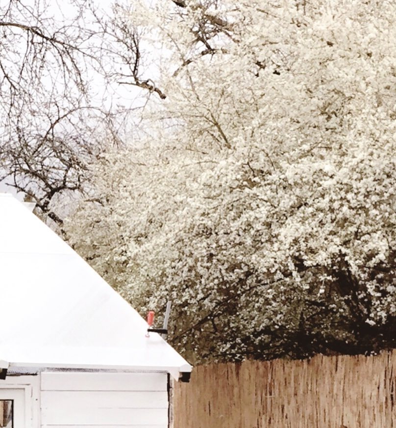 urbariumbyjules's tweet image. Amazing bloom. They keep coming! #blossoms #firstspring #mirabelle ift.tt/2ovMTYf