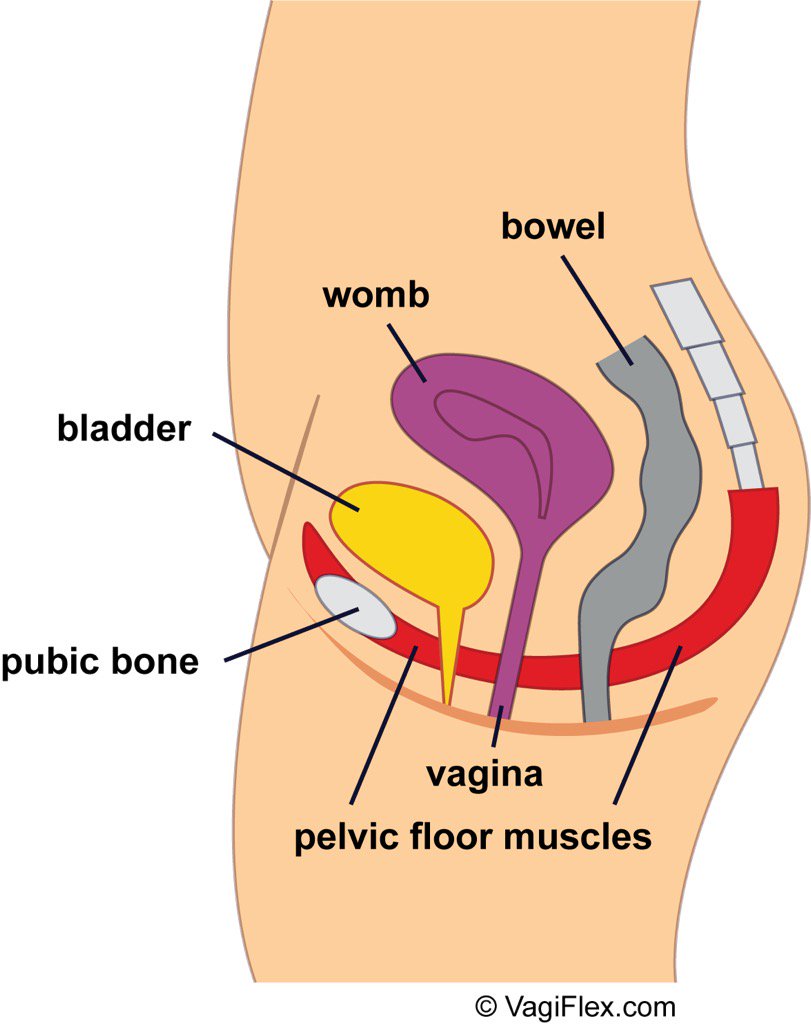 Endo Warriors On Twitter Pelvic Floor Muscles Becoming Too