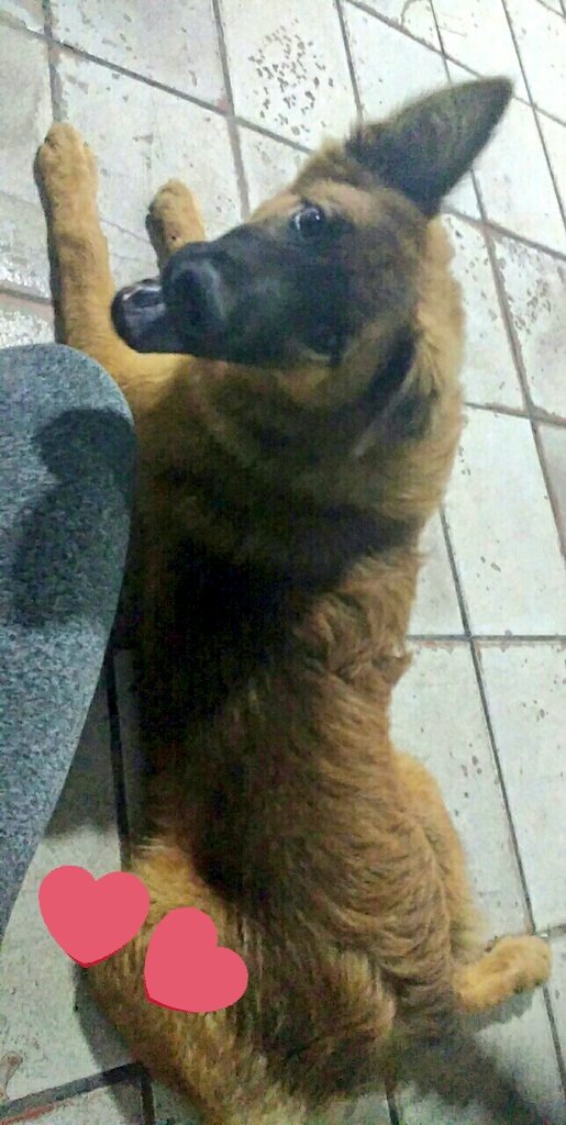 vieirajulianaa_'s tweet photo. O neném cresceu ❤🐕 #Rafic https://t.co/8MGXrqk6V3