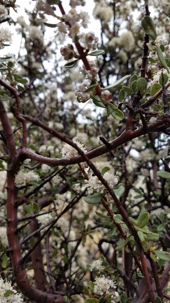 burromts's tweet photo. Ceanothus fendleri (buckbush), near Bar Six/Spring Canyon drainage, along  Red Rock Rd, north end of the Burro Mtns, SW New Mexico https://t.co/tCbn9noivz