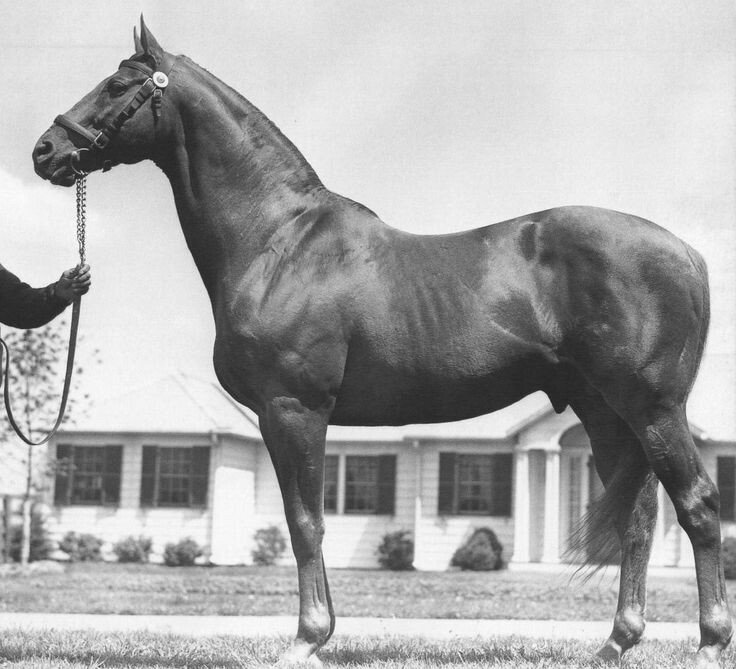 Horse of the day: Man o' War 1917-1947 "De Mostest hoss that ever was" #ManoWar100