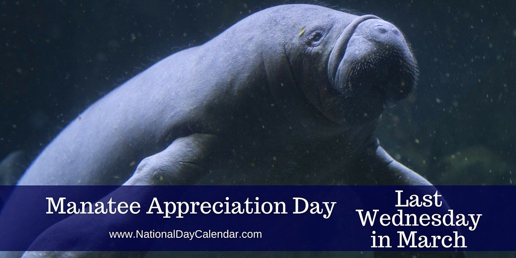 ronashetonfound's tweet photo. A lifespan of about 60 years, manatees are calm herbivores with no known natural enemies that spend their time eating sleeping &amp; traveling https://t.co/RSWzll901H