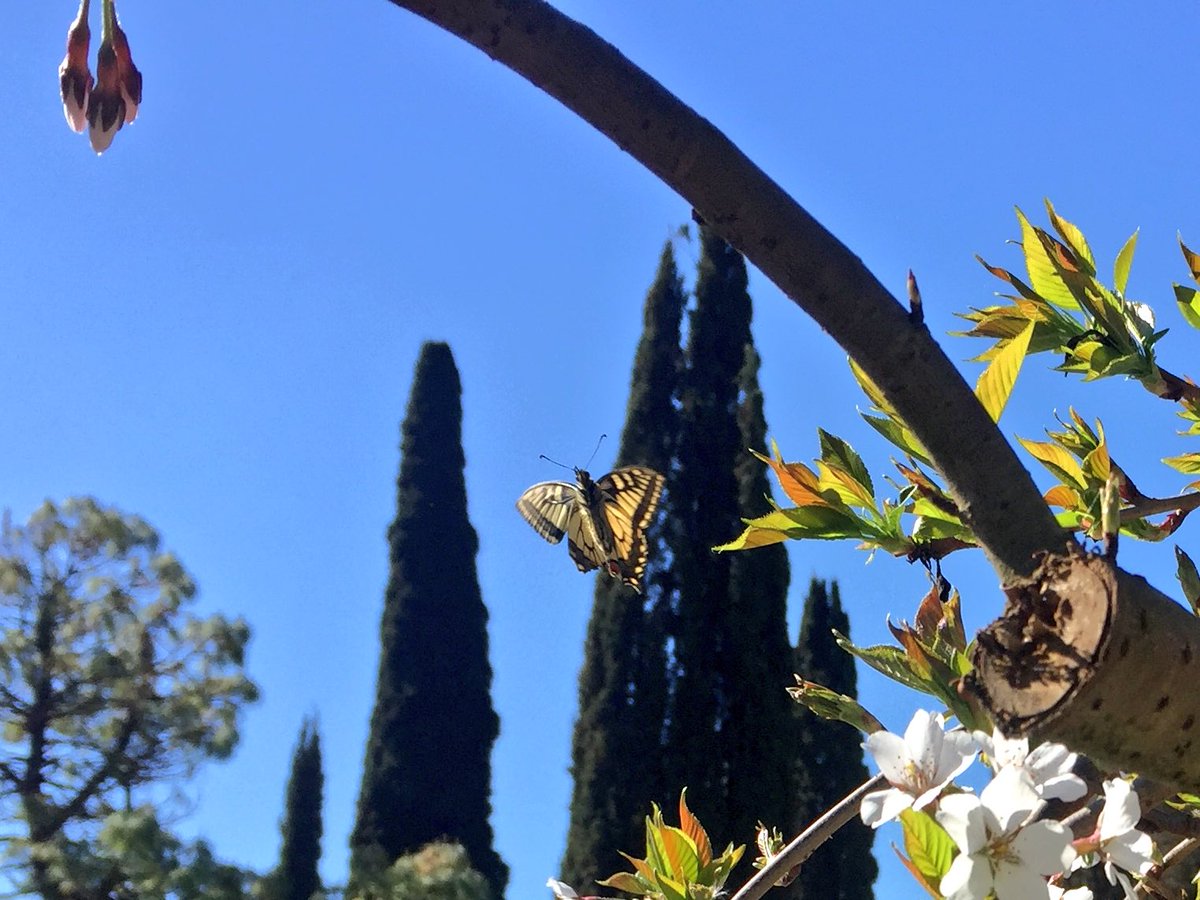 Giuseppe Baratta Ninfagarden Farfallina Bella E Bianca Vola E Mai Si Stanca Vola Di Qua Vola Di La Butterfly