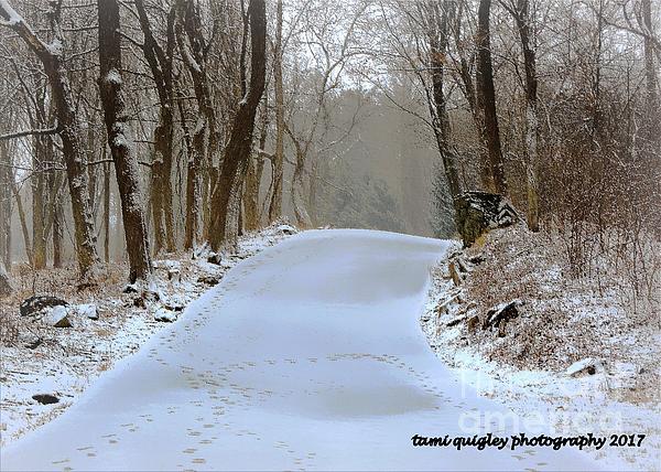 New artwork for sale! - "These Winter Days ..." - tami-quigley.pixels.com/featured/these… <a href="/fineartamerica/">Fine Art America</a>