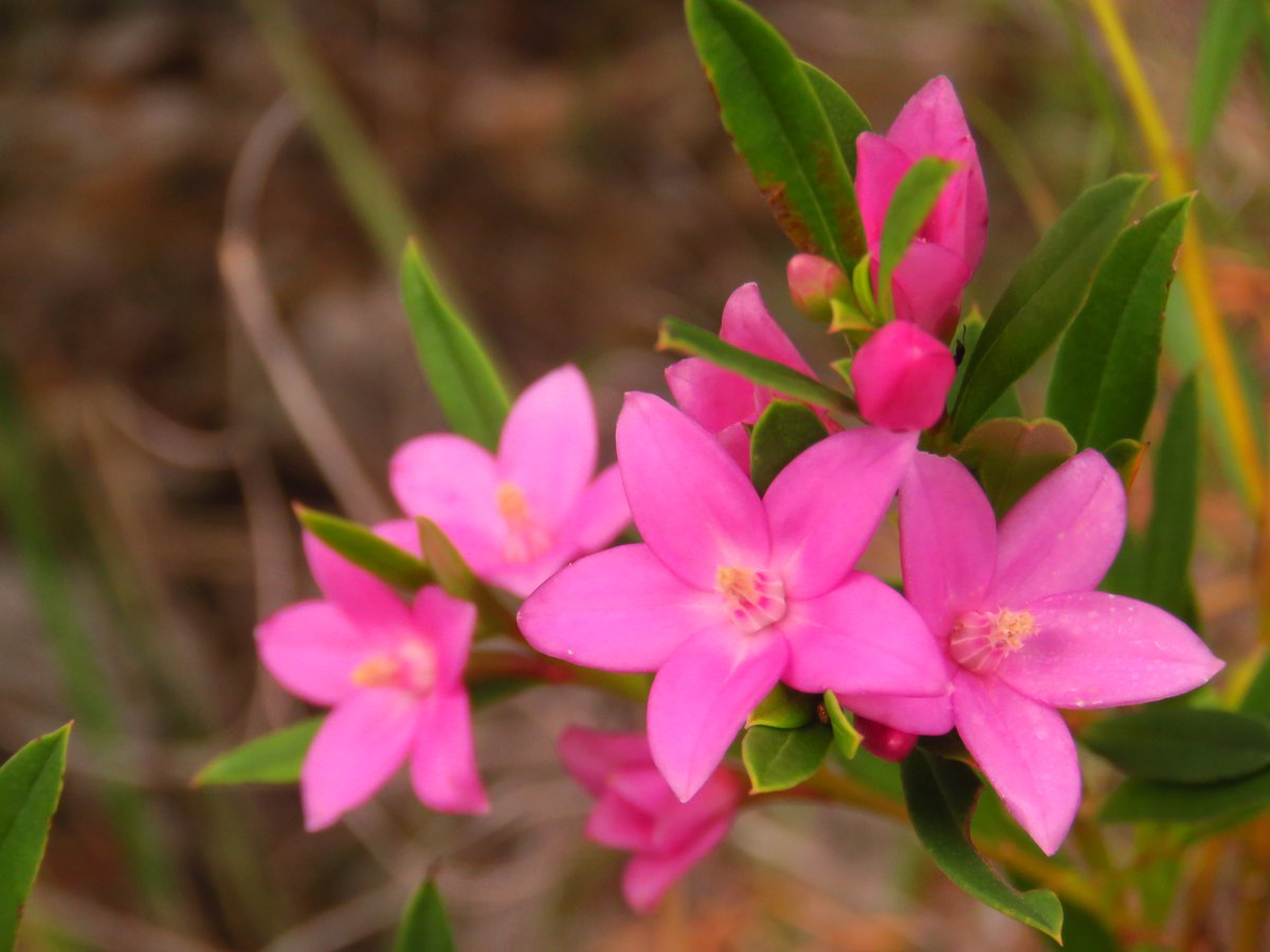 fawnaphlora's tweet photo. Off-track flowers in Kuringai chase
#wildflowers #flowers
#autumn
#kuringai
#Nature https://t.co/PKADGHSmwg