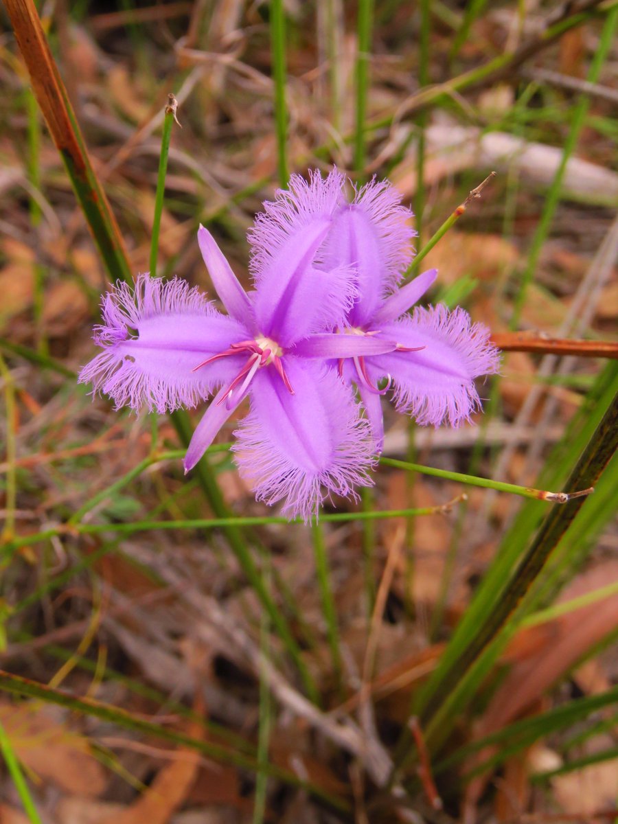 fawnaphlora's tweet photo. Off-track flowers in Kuringai chase
#wildflowers #flowers
#autumn
#kuringai
#Nature https://t.co/PKADGHSmwg