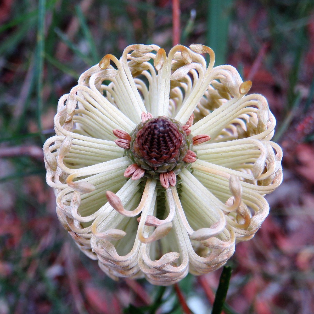 fawnaphlora's tweet photo. Off-track flowers in Kuringai chase
#wildflowers #flowers
#autumn
#kuringai
#Nature https://t.co/PKADGHSmwg