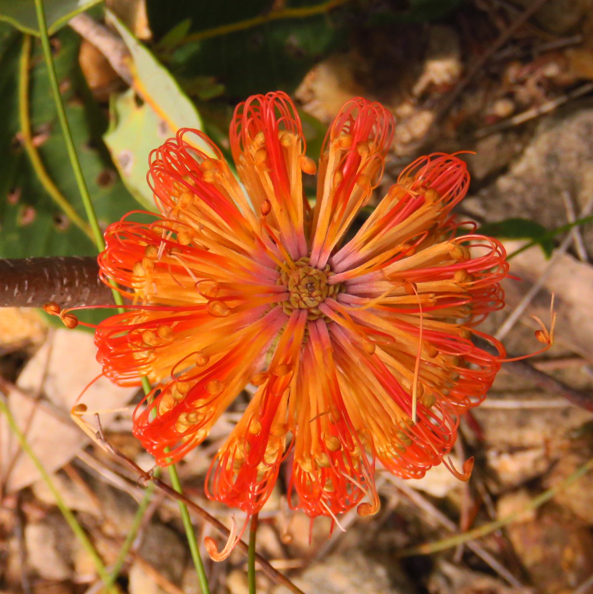 fawnaphlora's tweet photo. Off-track flowers in Kuringai chase
#wildflowers #flowers
#autumn
#kuringai
#Nature https://t.co/PKADGHSmwg