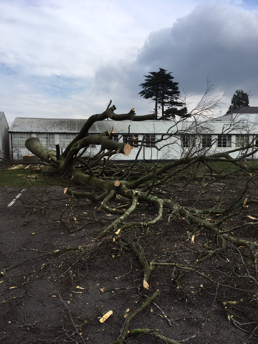 Timber !! Making room for the new block <a href="/CTCFrimleyPark/">CTC Frimley Park</a> #renovateanimos #renovatefrimleypark !