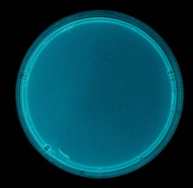 markowenmartin's tweet image. Better camera. Not supersequential, sort of it.  #GroupBehavior