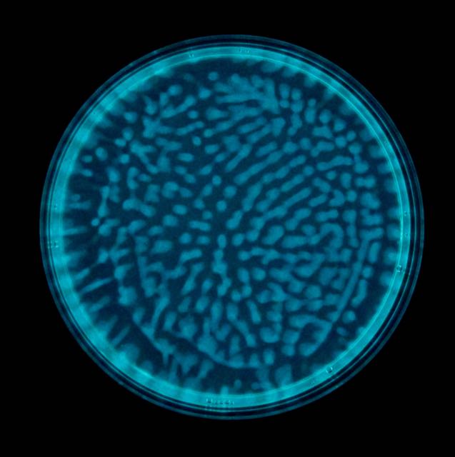 markowenmartin's tweet image. Better camera. Not supersequential, sort of it.  #GroupBehavior