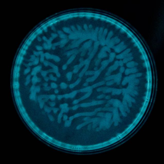 markowenmartin's tweet image. Better camera. Not supersequential, sort of it.  #GroupBehavior