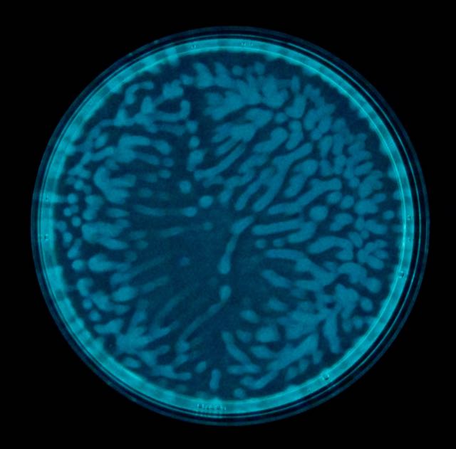 markowenmartin's tweet image. Better camera. Not supersequential, sort of it.  #GroupBehavior