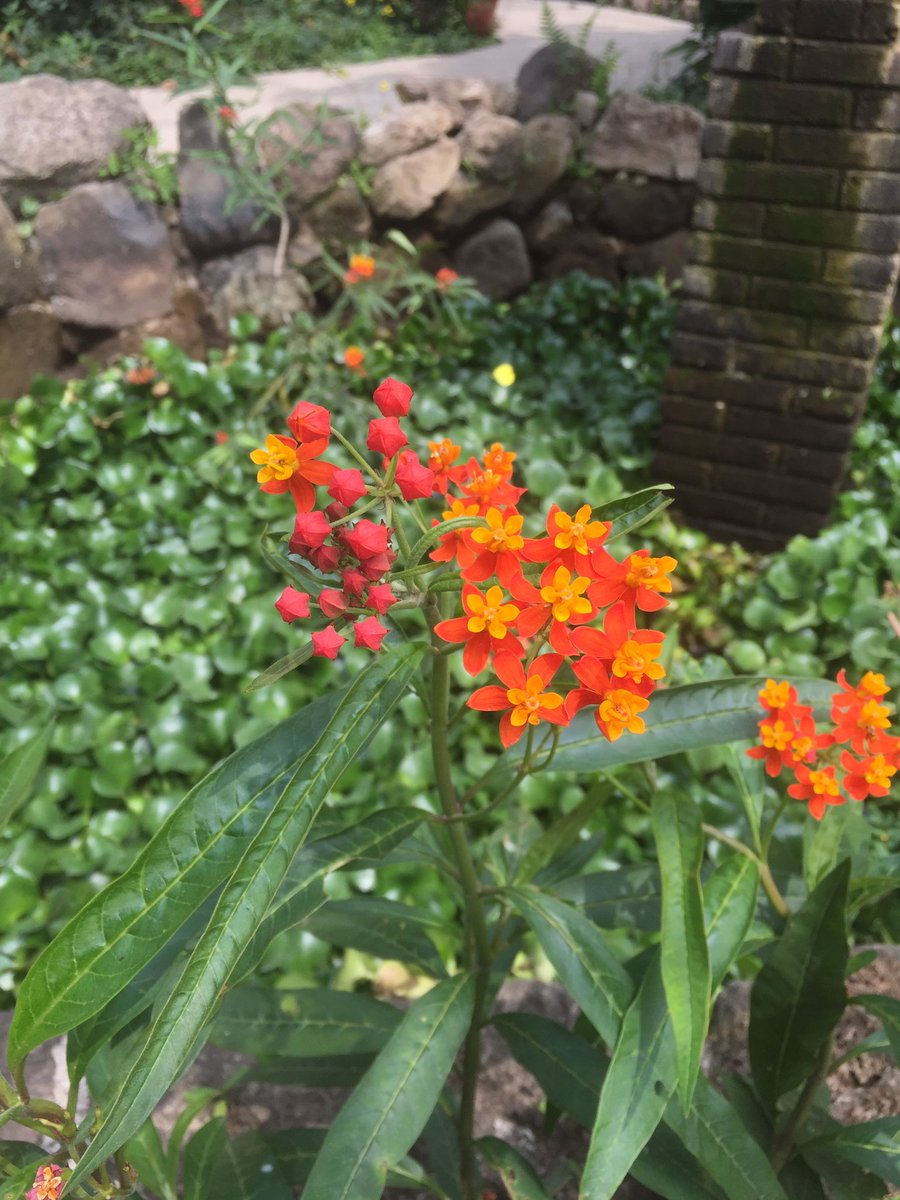lexinecar's tweet photo. And I had to take pictures of plants of course https://t.co/NxcVD93n9Q