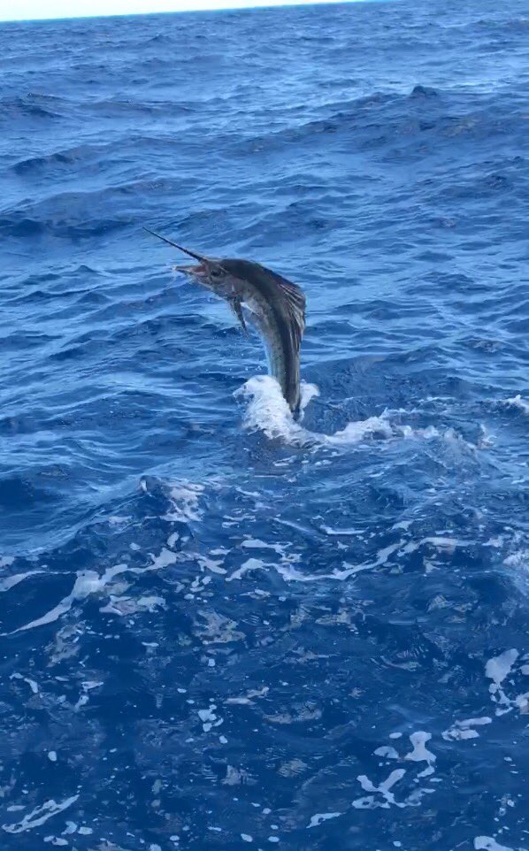 Twoconchs's tweet photo. Sails have been biting 🎣 #sailfish #twoconchs #twoconchs2 #hawkscayresort @HawksCayResort https://t.co/rjlhb8MVNi