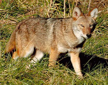 NH coyote hunting contest draws complaints but others thankful for ‘varmint control’ urbanebowhunter.com/nh-coyote-hunt…