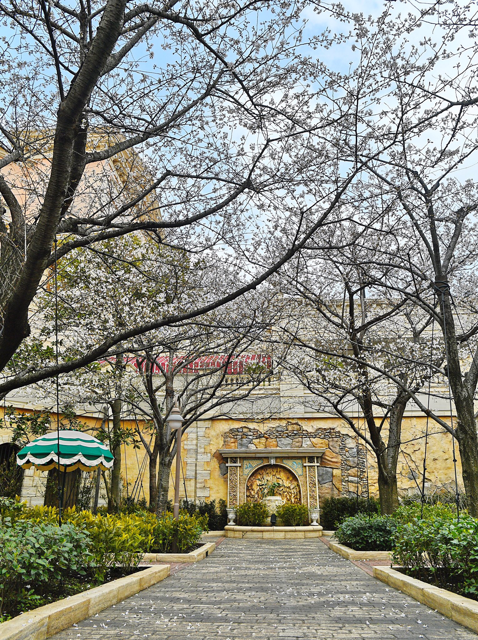 Mezzomikiのディズニーブログ 東京ディズニーシー ピクニックエリアの桜が綺麗です T Co Bfuupozltz T Co Npthy4qney Twitter