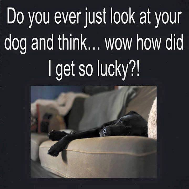 LilRayOfLove's tweet photo. Everyday! #lucky #dogs #pets #love https://t.co/OTjL9mdpoT