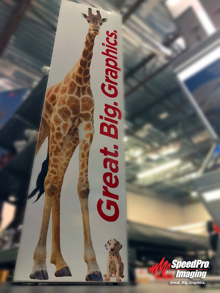 SpeedProStPete's tweet photo. Tell @AprilTheGiraffe we are giraffe fans too! 
#SpeedProStPete #Signs #Giraffe #Guitar https://t.co/9WZBvqV7zO
