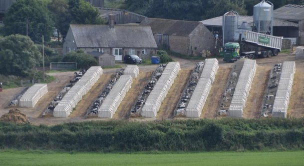 TheSun's tweet photo. Shocking pictures show cattle squeezed into tiny cages on farm that supplies Marks &amp; Spencer https://t.co/9DewXvaUIl https://t.co/iUbbZgxG1X