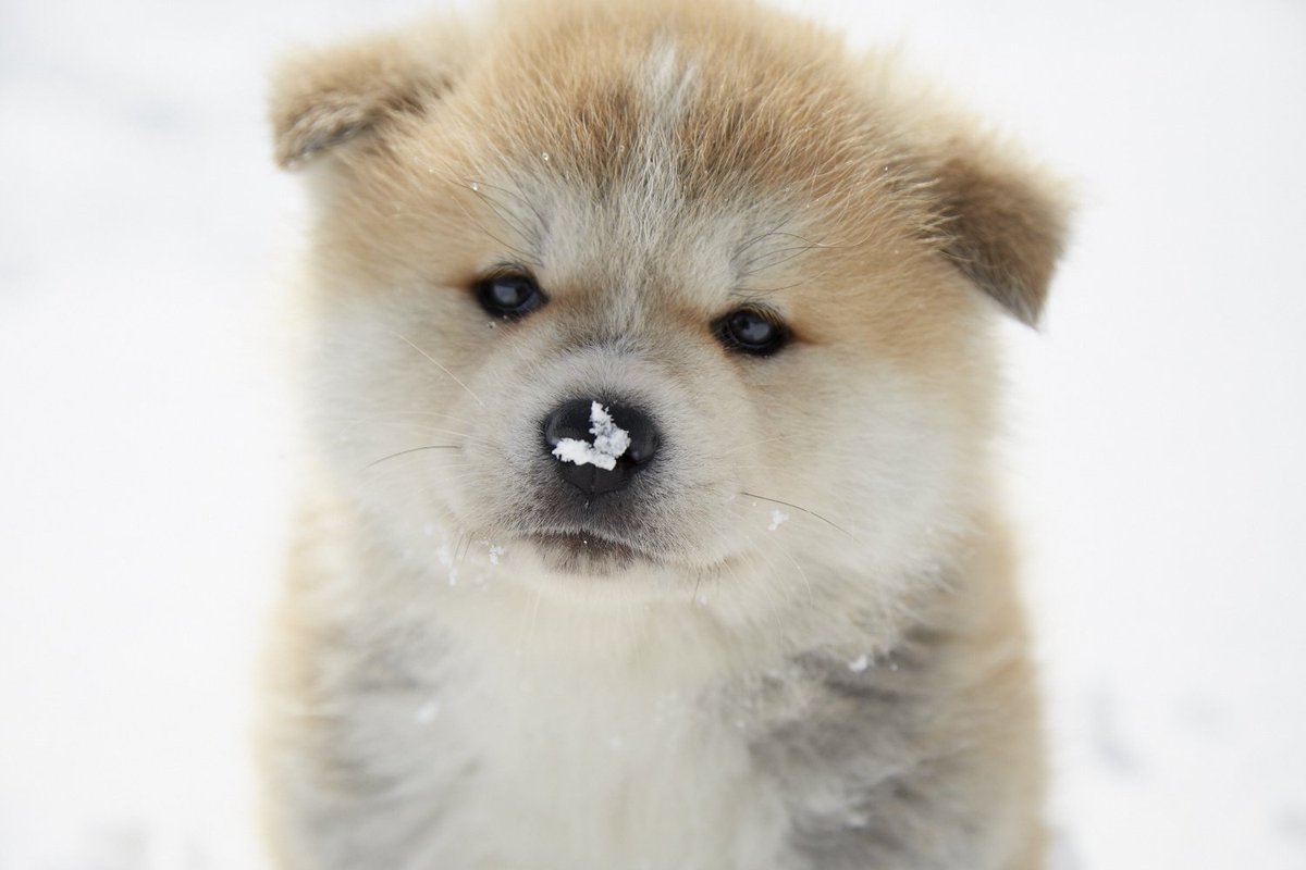 あきたびじょん on X: 