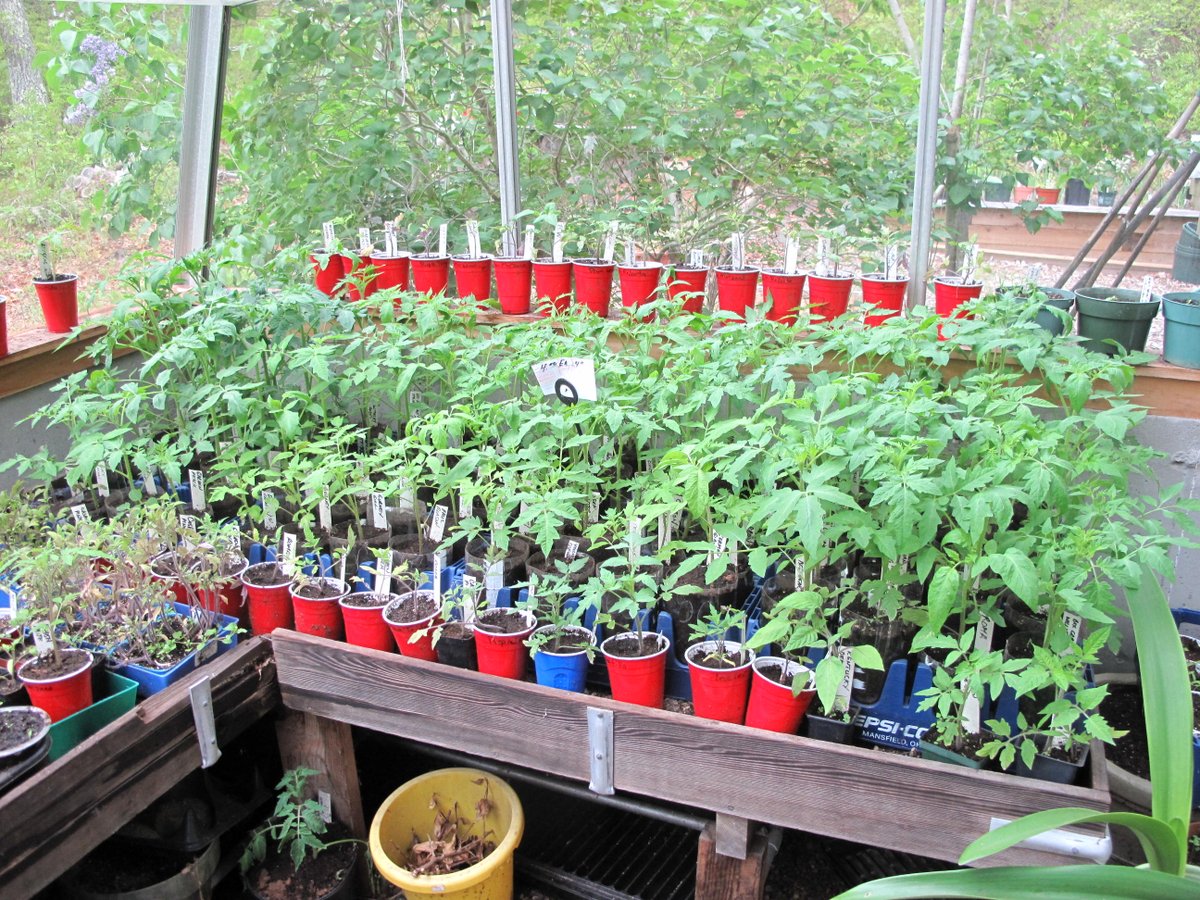 Woofish's tweet photo. #CapeCod farm stands. Woo from https://t.co/2yFxanUghU has a #farmstand in So .Orleans opening in April. Mucho Tomato plants. #BuyLocal https://t.co/bKzUJuaYuT