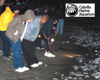 LBeachNightOut's tweet photo. @CabrilloAqua Meet the grunion. Cabrillo Marine Aquarium Watch silvery fish come up on the beach to spawn! Details https://t.co/sx2WFkkw5p https://t.co/LoH7lzxIHC