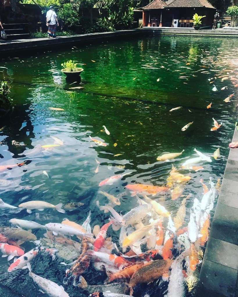 RoanneCLee's tweet photo. Fish in holy water make phat phish https://t.co/GIGTUEHskp https://t.co/CBFSc7YV6I