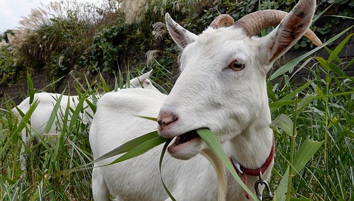 ramesandotcom's tweet photo. Makanan Kambing  - https://t.co/RiQcSGSPrC https://t.co/V3qJ86iUrS