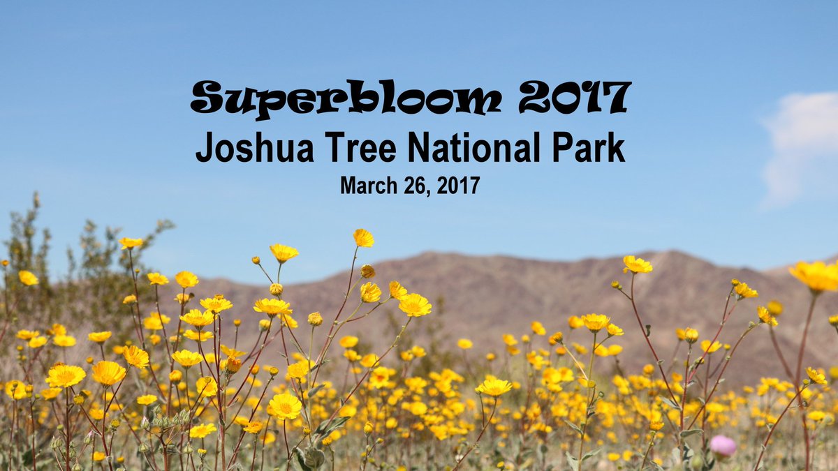 CaliforniaBlog's tweet image. youtu.be/Y0gvIILnmno See the Superbloom 2017 Joshua Tree style! #superbloom #joshuatreenationalpark #wildflowers