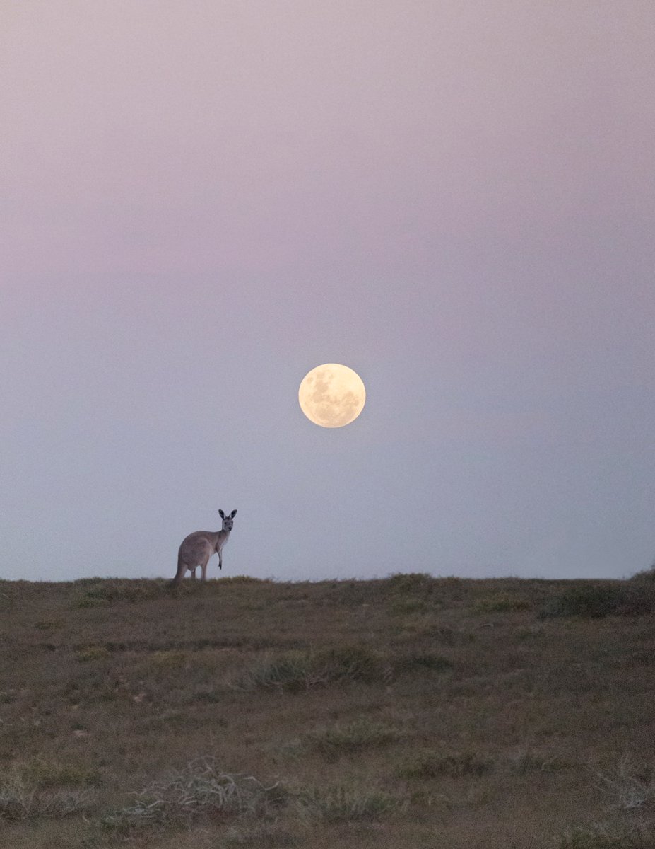 Could you ask for any better timing? <a href="/WestAustralia/">Western Australia</a> #justanotherdayinWA #thisisWA <a href="/CanonAustralia/">Canon Australia</a> #kangaroo #moonrise #MoonLovers #coralbay