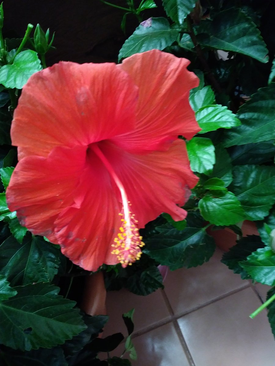ellethewriter's tweet photo. @Epcot #Flower & #Garden #Festival is a beautiful experience. #mydisneytime #Florida #Travel #travelphotography https://t.co/vdjoS4HqEb